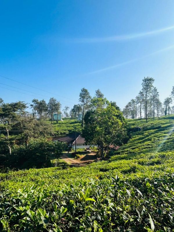 Tea Plantation A-frame stay in Wayanad - Image 7