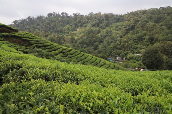 Wild Elephant Resort Munnar - Image 6