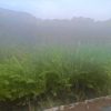 Stream Valley Homestay - Image 9