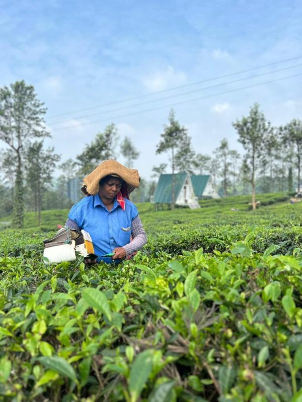 Tea Plantation A-frame stay in Wayanad - Image 8