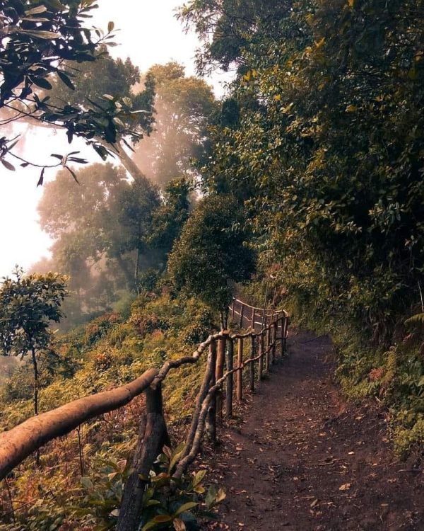 Cloud Farm Munnar - Image 7