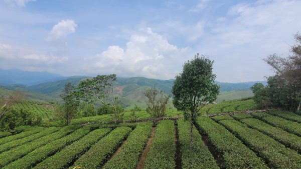 Cloud Canopy Vagamon - Image 3