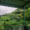 Paradise-Resort. forest view
