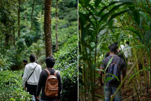 Luxury tent camping In Munnar - Image 8