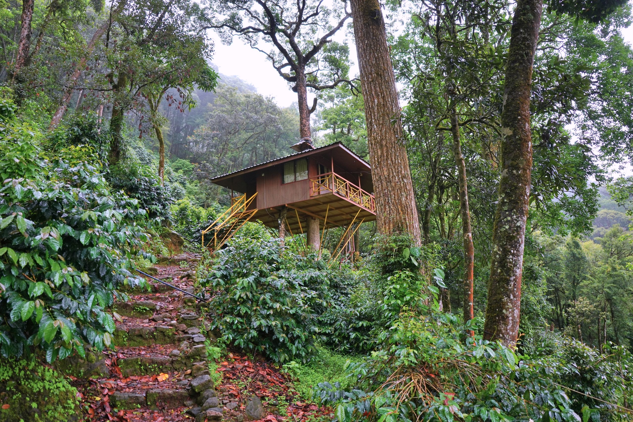 TREE HOUSE