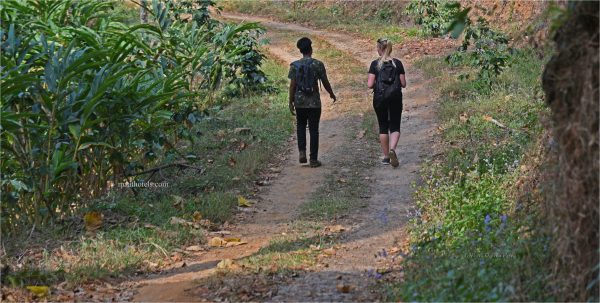 Eco-Friendly Plantation Resort Stay in Munnar - Image 6
