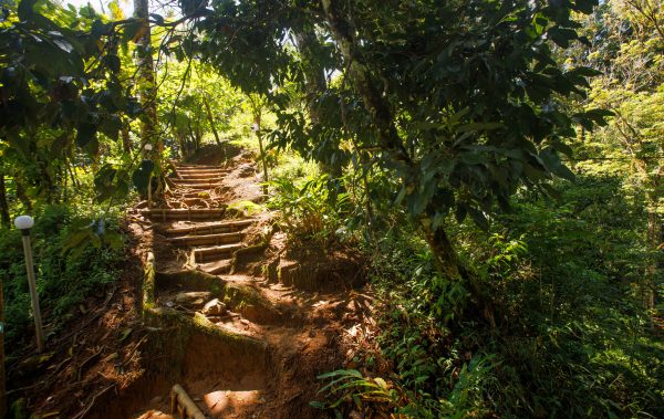Unique Tree House and River View Rooms in Munnar - Image 17