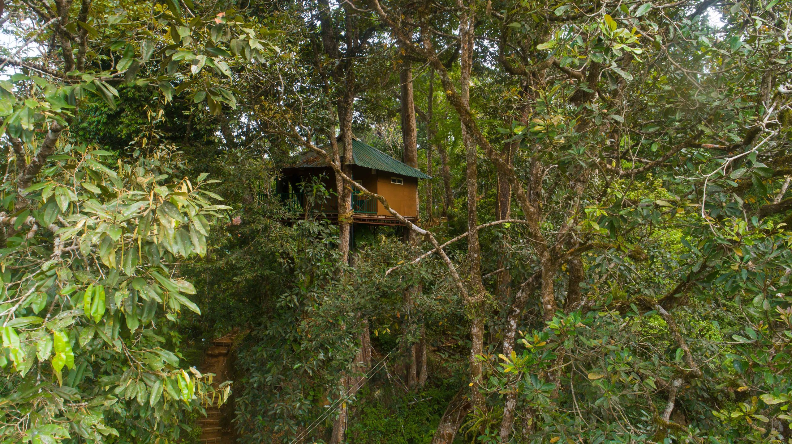 Tree House