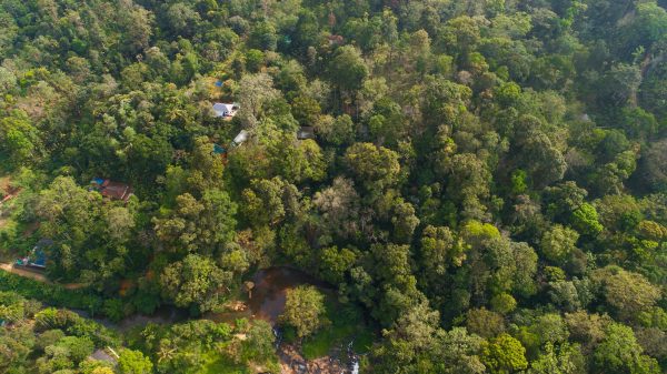 Unique Tree House and River View Rooms in Munnar - Image 3