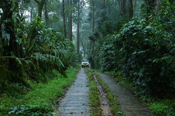 Eco-Friendly Plantation Resort Stay in Munnar - Image 10