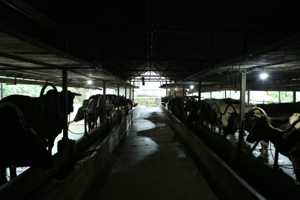 Eco-Friendly Plantation Resort Stay in Munnar - Image 12