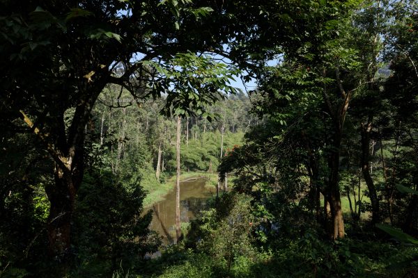 Eco-Friendly Plantation Resort Stay in Munnar - Image 13