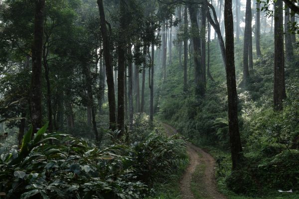 Eco-Friendly Plantation Resort Stay in Munnar - Image 15