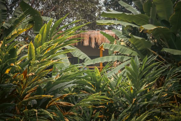 Traditional Mud House and Tree House Homestay Marayoor - Image 3