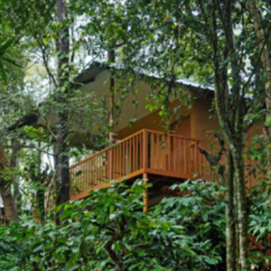 Jungle Resort with Swimming Pool in Tholpetty