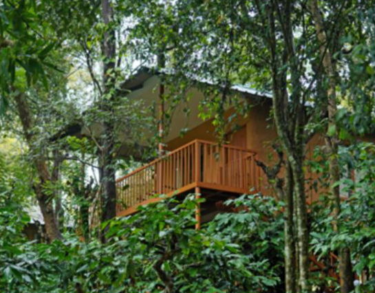 Canopy Huts
