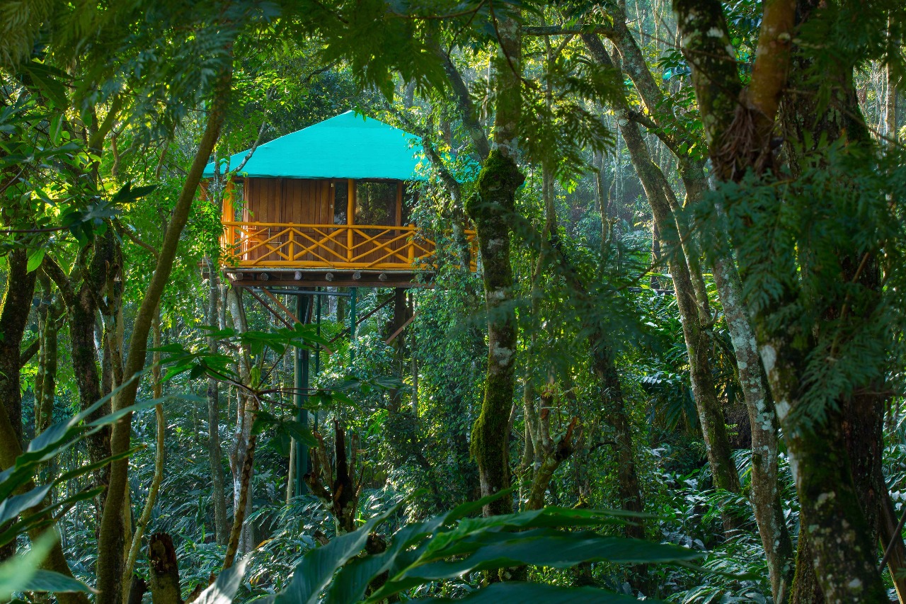 Tree House