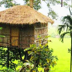 tree-house